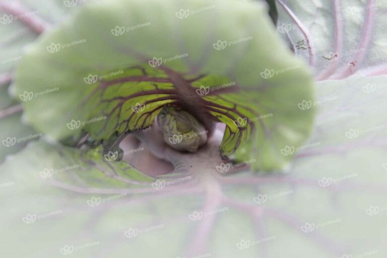 Desarrollo de la cabeza de la Col lombarda o repollo (Brassica oleracea var. capitata f. rubra)